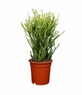 Euphorbia