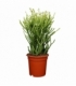 Euphorbia