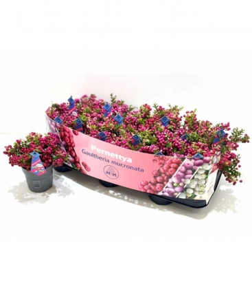 Gaultheria