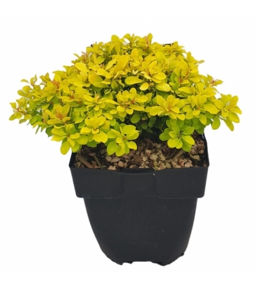 Berberis