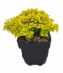 Berberis