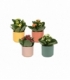 Kalanchoe