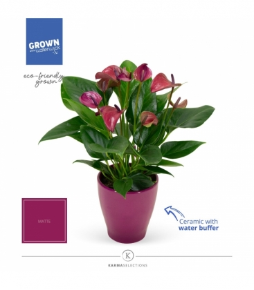 Anthurium
