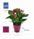 Anthurium