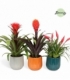 Bromelia