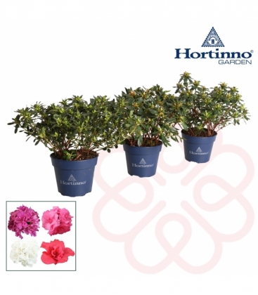 Azalea