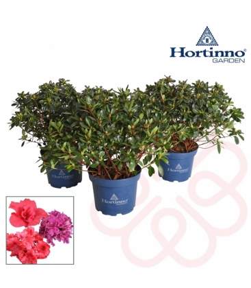 Azalea