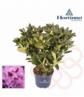 Rhododendron