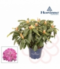 Rhododendron