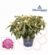 Rhododendron