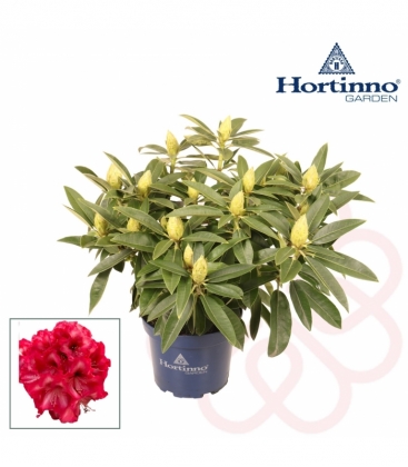 Rhododendron