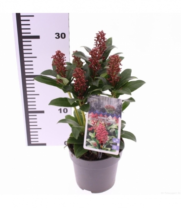 Skimmia