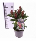 Skimmia
