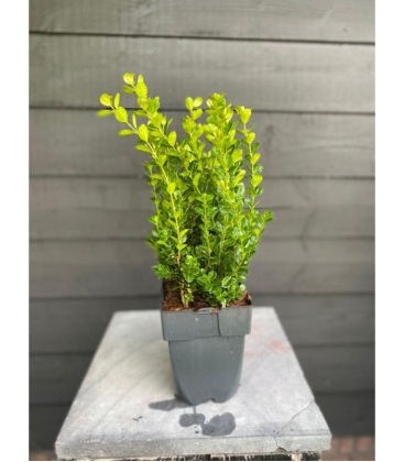Buxus