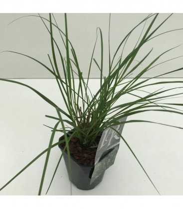 Pennisetum