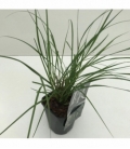 Pennisetum