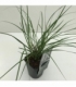 Pennisetum