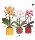 Phalaenopsis