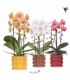 Phalaenopsis