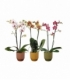 Phalaenopsis
