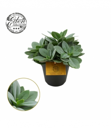 Senecio