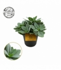 Senecio