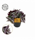 Tradescantia