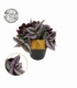 Tradescantia