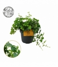 Parthenocissus
