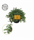 Pilea