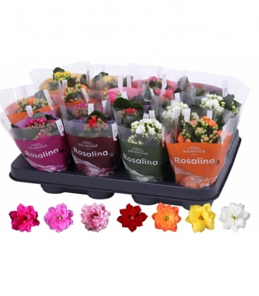 Kalanchoe