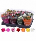 Kalanchoe