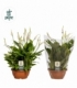Spathiphyllum