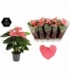 Anthurium