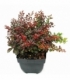 Berberis