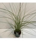 Miscanthus