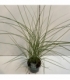 Miscanthus