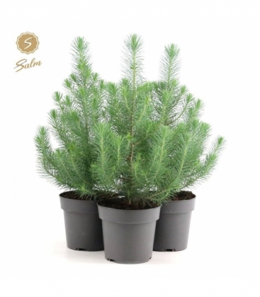 Pinus