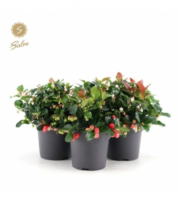 Gaultheria