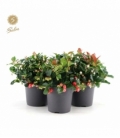 Gaultheria
