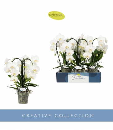 Phalaenopsis
