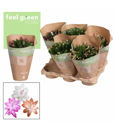 Schlumbergera