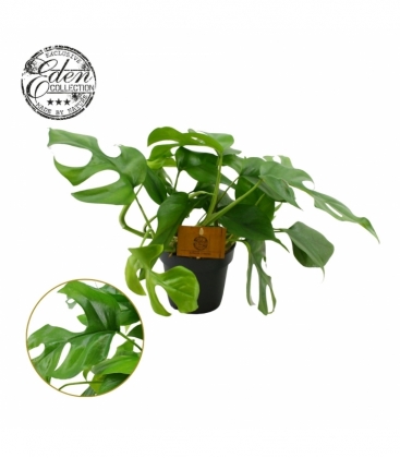 Monstera