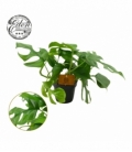 Monstera