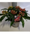 Skimmia