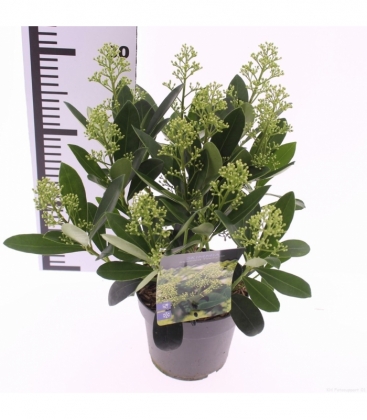 Skimmia