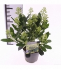 Skimmia