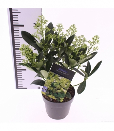 Skimmia