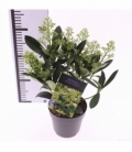Skimmia