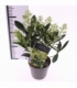 Skimmia